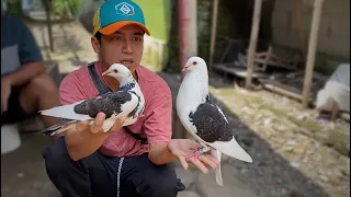 REVIEW MERPATI PLONTANG MAS IVAN PBG