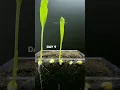 Download Lagu CORN 🌽 Growing at 10000x Speed! #satisfying #short