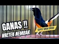 MURAI BATU GACOR FULL ISIAN TEMBAKAN KASAR KRETEKAN GANAS SANGAT AMPUH MEMANCING EMOSI MURAI BATU