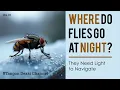 Where Do Flies Go at Night Flora Fauna