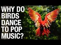 Download Lagu Why Do Birds Dance to Pop Music? [Can they feel the beat?]