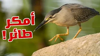 طيور برية   الحلقة      طائر البلشون دندنها