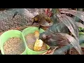 Download Lagu CUCAK WILIS. BURUNG RENGGANIS. MASTERAN. CAK WILIS GACOR. SUARA PIKAT. AVIARY. HOME AVIARY. #008