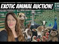 We Didn t Expect THIS at the Alternative Livestock Auction