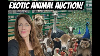 We Didn t Expect THIS at the Alternative Livestock Auction