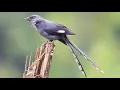 Download Lagu suara kicAuAn burung paling merdu di dunia untuk terapi, rileksasi atau masteran burung kicau #3