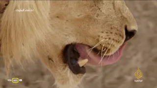 تلاشي الملوك وثائقي جميل عن اسود الصحراء 