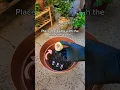 Download Lagu Hyacinth bulb planting before first winter frost! 🪻⛄️ #flowerplanting #amaryllis #planttips #garden