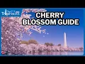 Washington DC Cherry Blossom Guide for Visitors