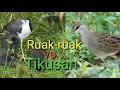 Lagu Suara pikat malam Ruak-ruak \u0026 Tikusan