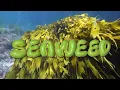 Download Lagu Seaweed - official