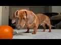 Mini dachshund investigates his mini pumpkin