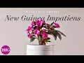 Everything You Need to Know About New Guinea Impatiens Plant Encyclopedia Better Homes Gardens