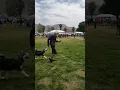 The Bradshaw dog show