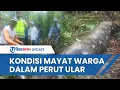 Download Lagu Kondisi Warga Jambi yang Ditemukan di Dalam Perut Ular Piton, Tewas dan Jasadnya Masih Utuh