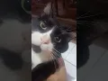 Download Lagu Tang ting tung ting tang ting tung #shorts #shortvideo #kucinglucu #tuxedocat #kucingtuxedo #cat