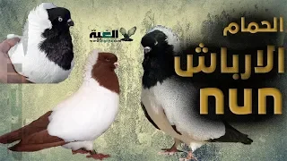 مواصفات الحمام الارباش Nun Pigeon  مواصفات الحمام الارباش Nun Pigeon