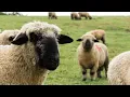 The Best sheep Breed In The World Hampshire Sheep Highest Wool Producing Sheep In World