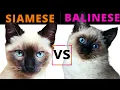 Siamese Cat VS Balinese Cat Breed Comparison Which One Should You Choose