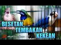 Download Lagu KAPAS TEMBAK-CUCAK CUNGKOK-LOVEBIRD ! MASTERAN FULL TEMBAKAN GACOR AUDIO JERNIH COCOK BUAT MURAI