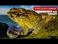 Download Lagu Suara Kodok dan Jangkrik Pengantar Tidur