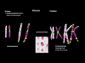 Cell cycle and Mitosis OCR A A-Level Biology Revision Module 2 1 6