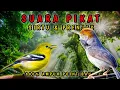 Lagu AWAS BURUNG BERDATANGAN❗SUARA PIKAT BURUNG PRENJAK VS SIRTU RIBUT DAN SEMUA JENIS BURUNG 100% AMPUH
