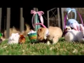 Puppies Easter