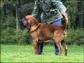 Bloodhound - AKC Dog Breed Series