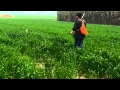 English Pointer Training - Intro to Find Point Shot Retrieve