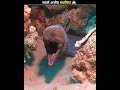 Download Lagu समुद्र में पाई जाने वाली सबसे अजीब मछलियां 😱 | Most Amazing Fish In The World | Facts | #shorts