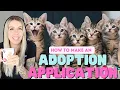 Kitten Adoptions How to Create an Application Find a Forever Home