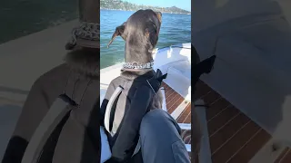 Good morning.. hope you have a great Sunday!! #Fyp #dream #doberman #pets #boat