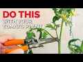 Download Lagu How to Prune Tomatoes to Get MORE FRUIT | Tomato Plant Care Guide