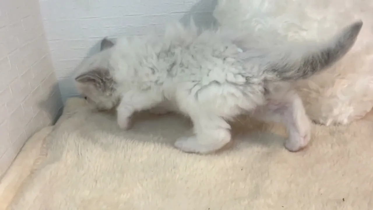 動画