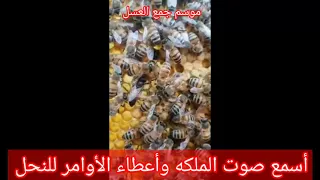 أسمع صوت الملكه وأعطاء الأوامر للنحل وتنفيذ التعليمات بدون جدال 