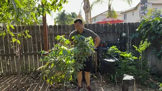 Longan - One of the Easiest Fruit Trees to Grow