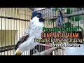 Download Lagu Suara Burung Kutilang Gacor ASLI Tanpa isian, Ampuh untuk Pikat Kutilang bikin kutilang Ribut gacor