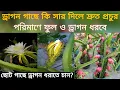 Lagu ড্রাগন গাছে কি সার দিলে দ্রুত প্রচুর পরিমাণে ফুল ও ড্রাগন ধরবে/How to grow Dragon fruit