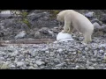 Download Lagu Polar bears smash the spy cams - Polar Bear: Spy On The Ice - BBC