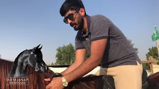 سلسة اساسيات ركوب الخيل 1 طريقة الركوب والنزول والتحكم النصري الجزء الاول 
