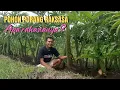 Download Lagu PORANG RAKSASA, POHON PORANG TERBESAR DI LAHAN KAMI - Apa rahasianya?