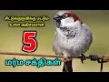 Download Lagu சிட்டுக்குருவிக்கு மட்டும் உள்ள அதிசயமான 5 மர்ம சக்திகள் !