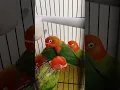 Download Lagu Usia 3 M #dj #cover #nttpride #remix #dance #birds #djremi #trending #parrot #cute #shorts  #viral
