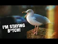 My Pet Seagull Isn t Migrating This Year