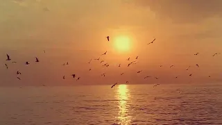 مو از بوشهر میرم سی همیشه  مرتی عزیز زاده  دندنها