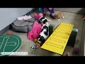 Petland Frisco Shows You Real Petland Breeders