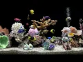 Download Lagu Soothing Fish Tank With Bubbling Water | 4 Hours No Music | Focus and Meditate
