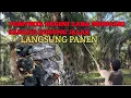 Download Lagu TERNYATA BEGINI❗ CARA NYARI SARANG BURUNG JALAK DI POHON SAWIT || mau tau caranya tonton video ini!!