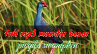 Download Suara pikat mandar besar mp3 full  purple swamphen MP3